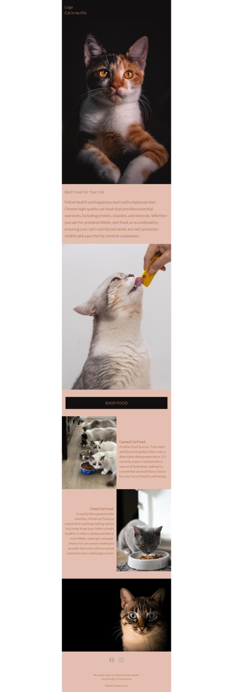 Email template preview of template: Article with cat templete